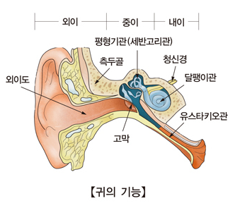 귀-내부-기능