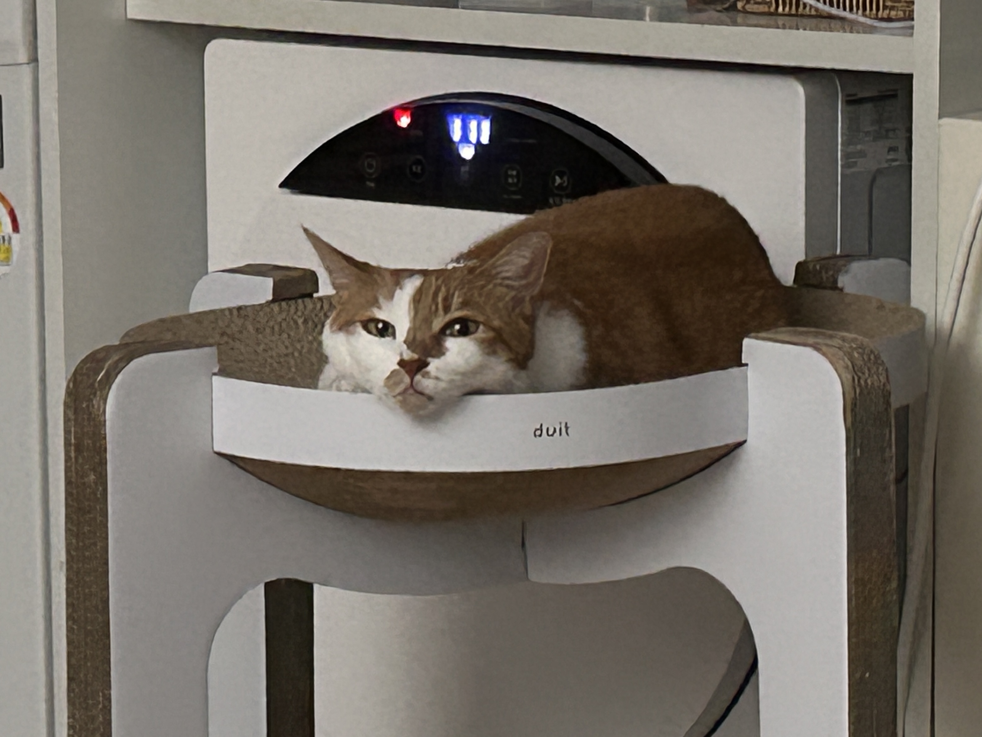 쳐다보는 고양이