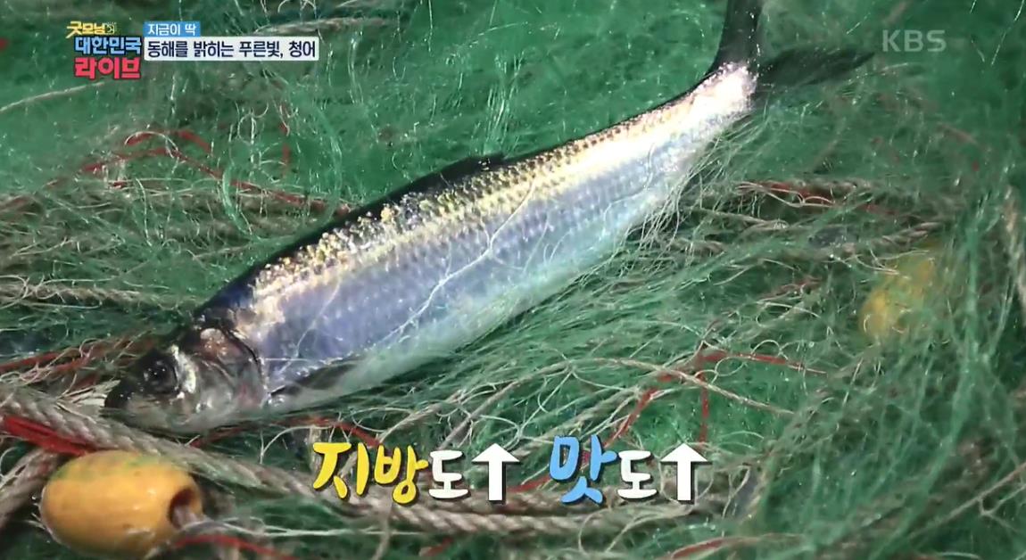  대한민국라이브 동해를 밝히는 푸른빛 청어