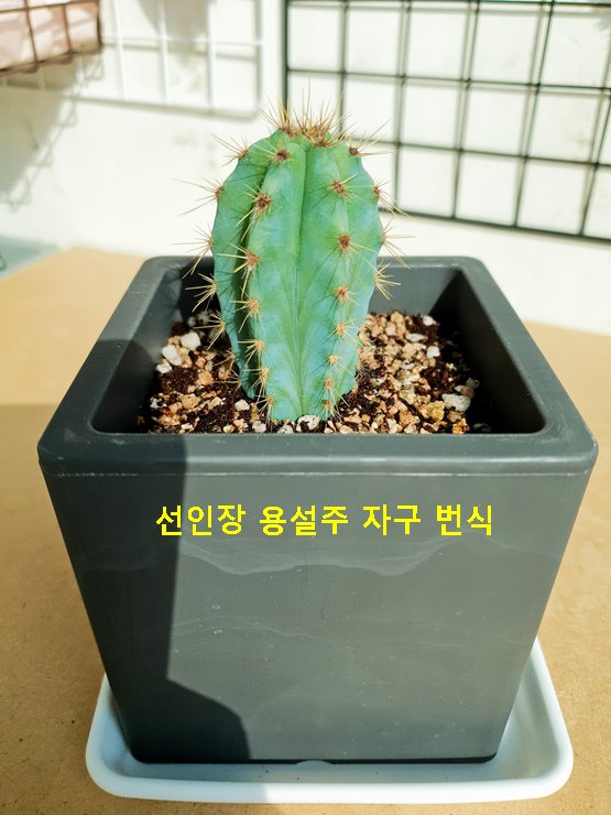 선인장 용설주 자구 번식