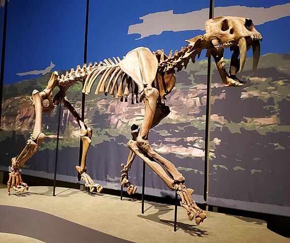 Fossil of a Smilodon populator at the Tellus Science Museum near Cartersville&#44; Georgia