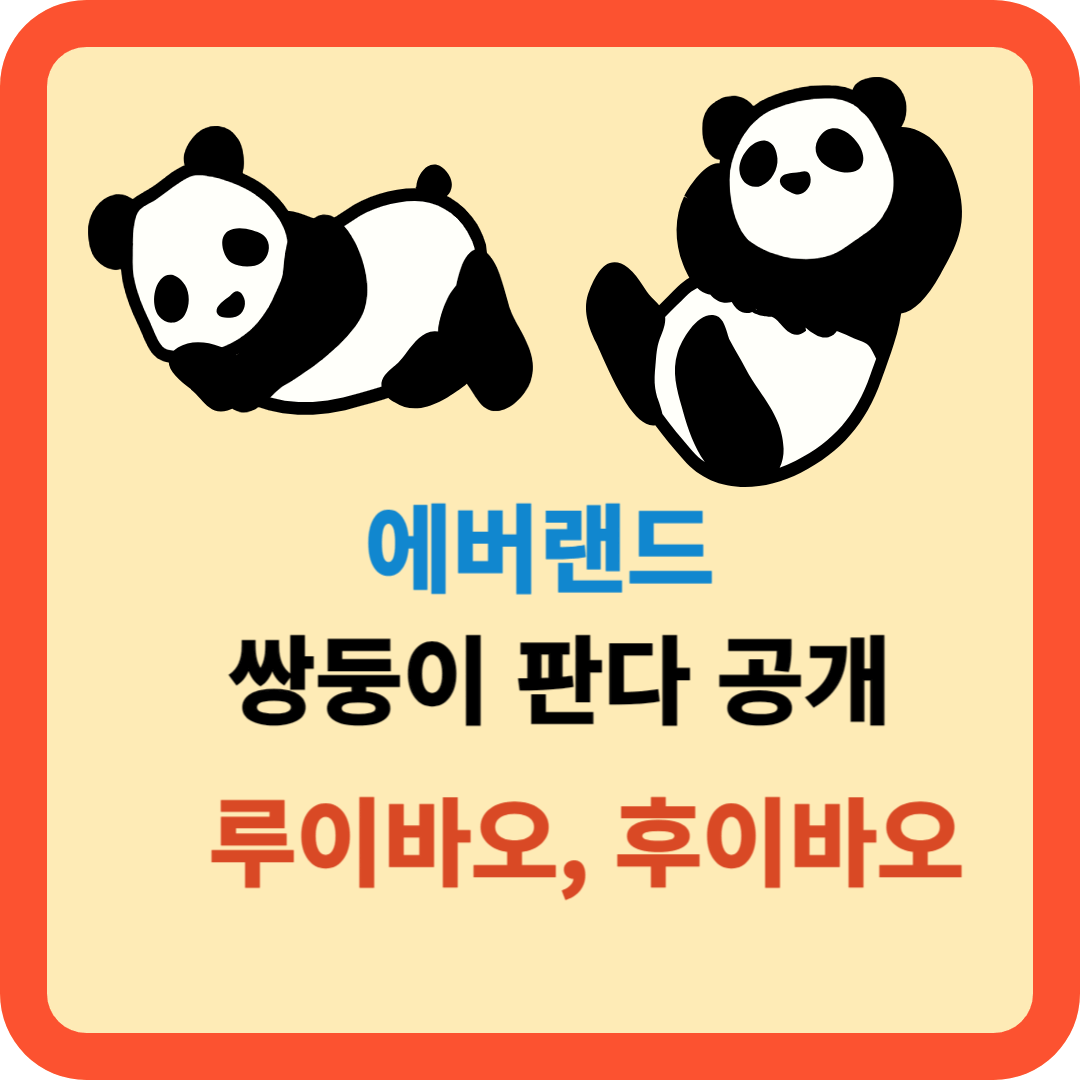 에버랜드 쌍둥이 판다 구별법: 루이바오 후이바오 공개!