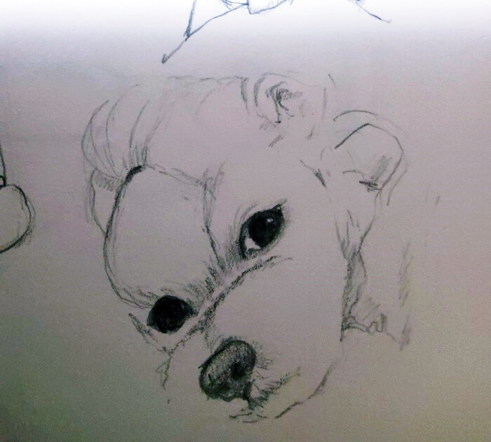 연필로 그린 강아지 초상화
