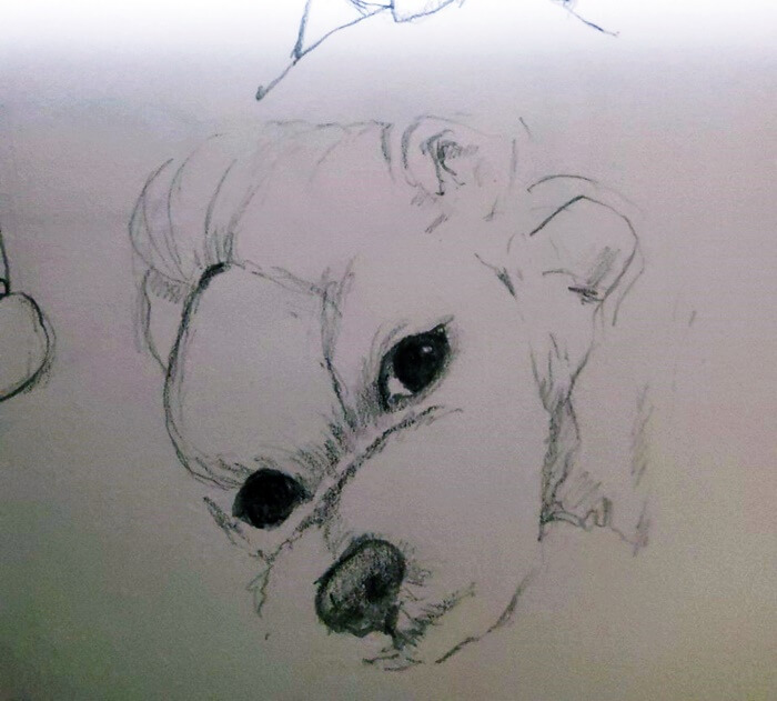  반려견 그림