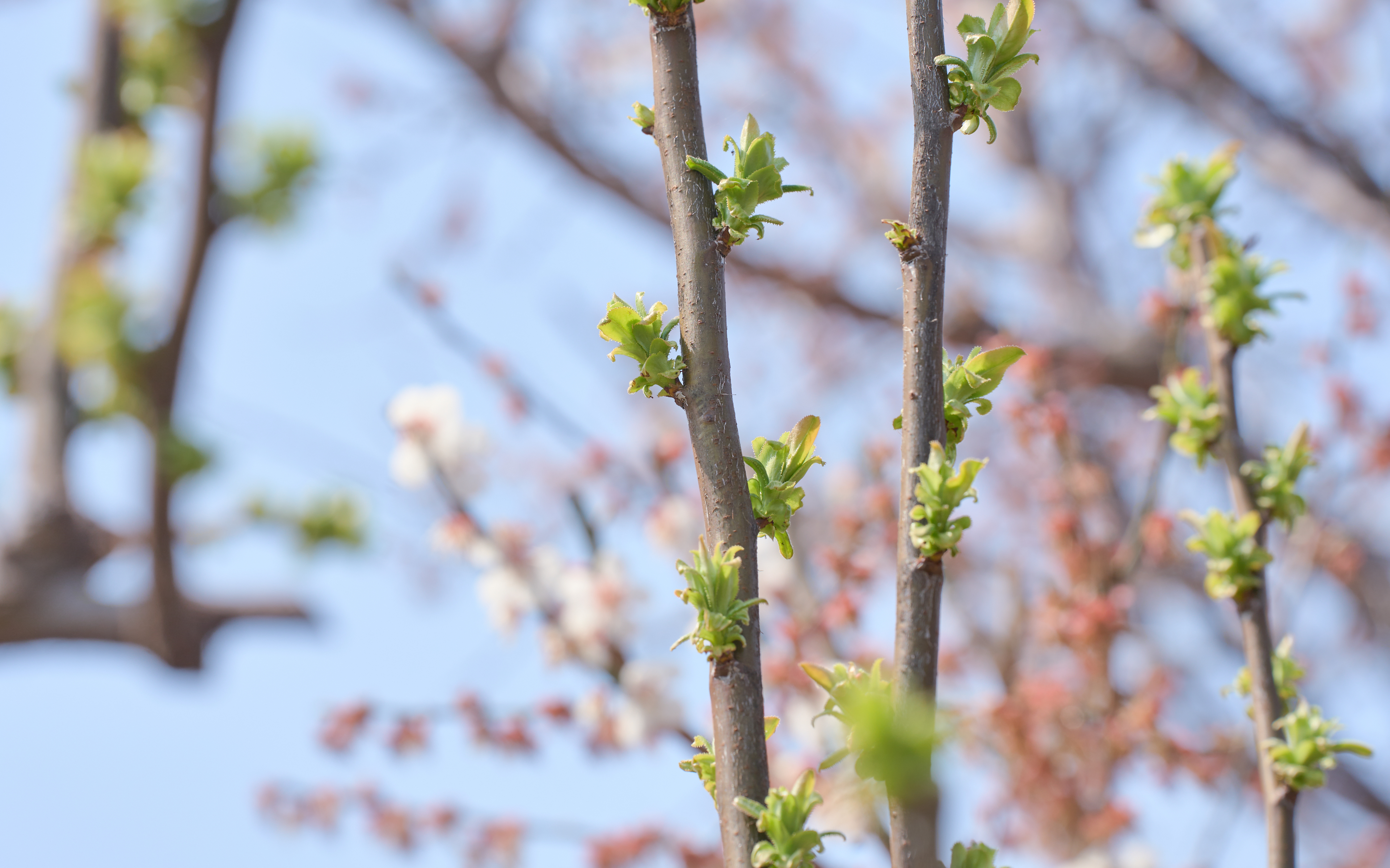 기장매화원 매화축제 51