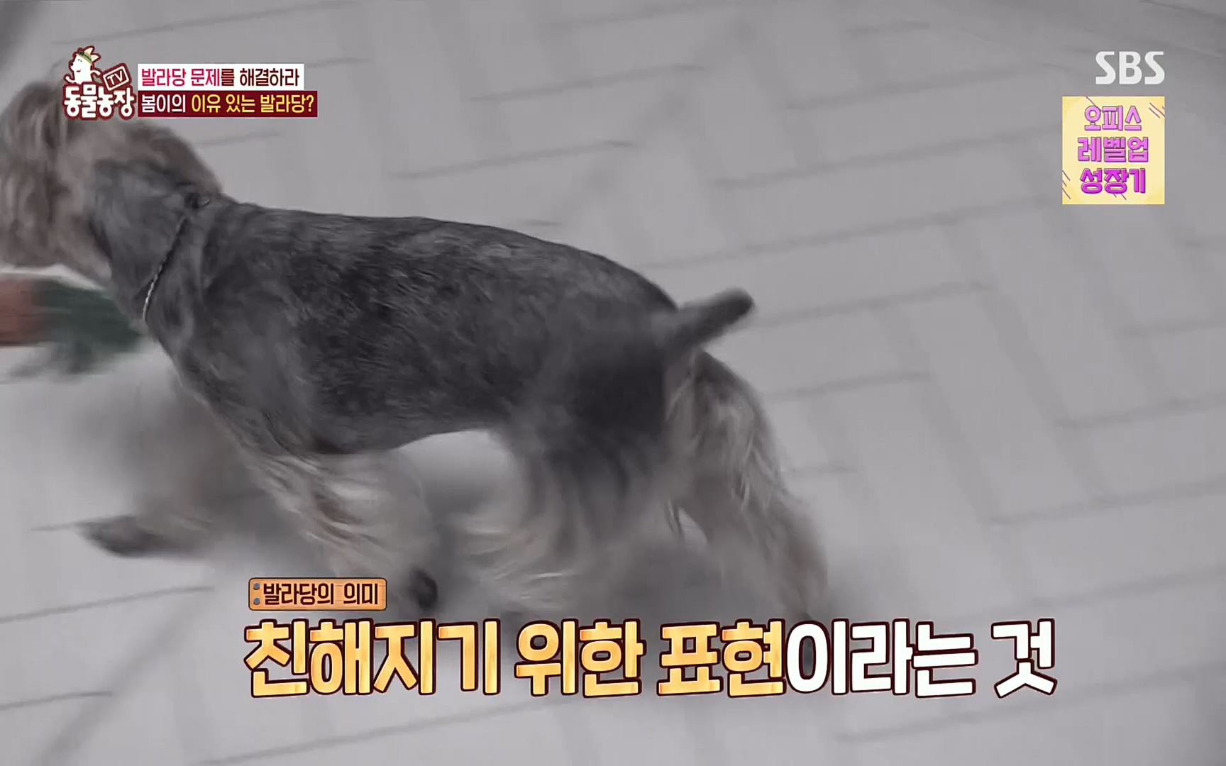 TV 동물농장.E1078.220717p.H264-F1RST.mp4_20220717_151205.311.jpg