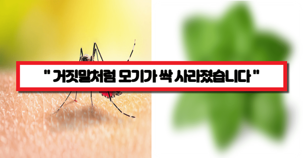 " 모기가 싫으시다면 꼭 보세요! " 집안에 두기만 해도 모기가 사라지는 신기한 식물 best4