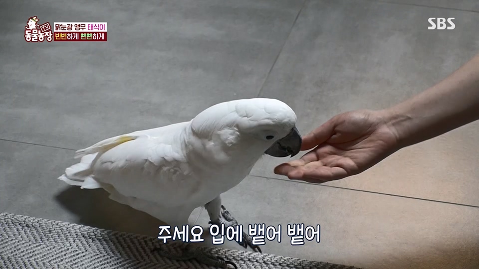 TV 동물농장.E1124.230611p.H264-F1RST.mp4_20230611_173554.160.jpg