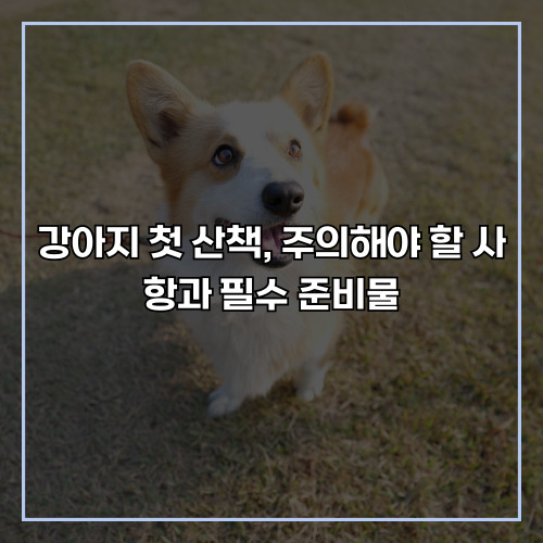 강아지 첫 산책, 주의해야 할 사항과 필수 준비물