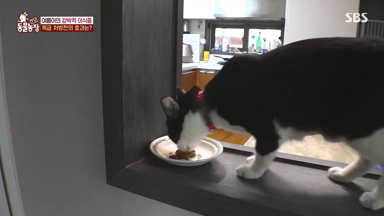 TV 동물농장.E1178.240630.ts_20240630_164655.455.jpg