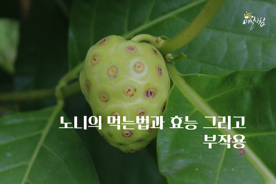  [매일아침좋은글] 노니의 먹는법과 효능 그리고 부작용 과복용 시 간과 신장