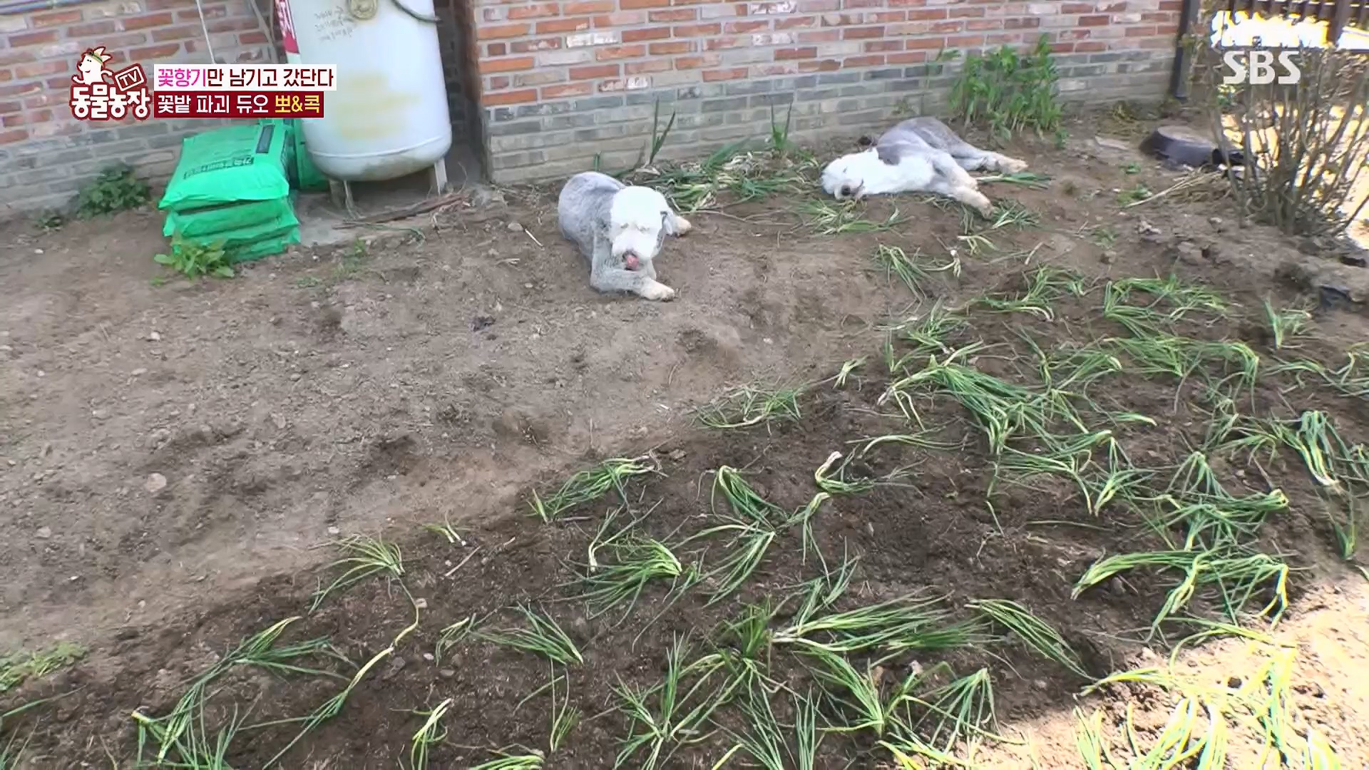TV 동물농장.E1120.230514p.H264-F1RST.mp4_20230515_203529.166.jpg