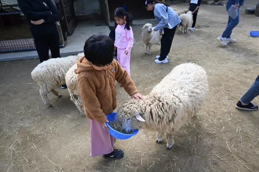 양평 아이들하고 가볼만한 양평양떼목장 사진 7