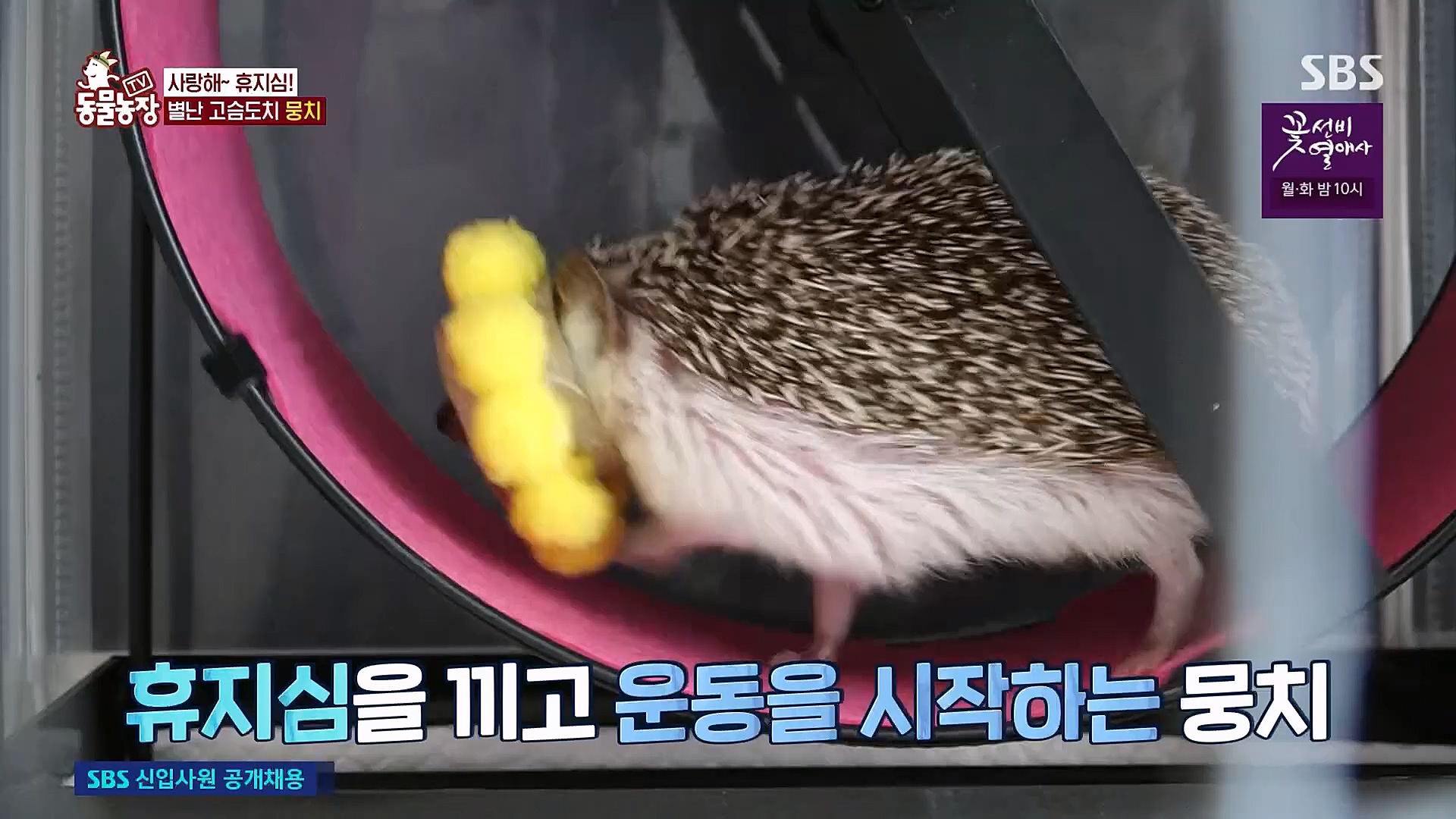 TV 동물농장.E1113.230326p.H264-F1RST.mp4_20230326_172502.117.jpg