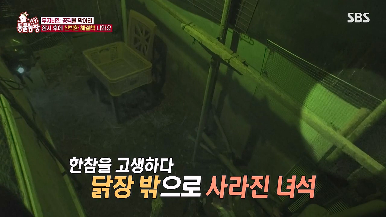 TV 동물농장.E1176.240617p-NEXT.mp4_20240616_171028.250.jpg