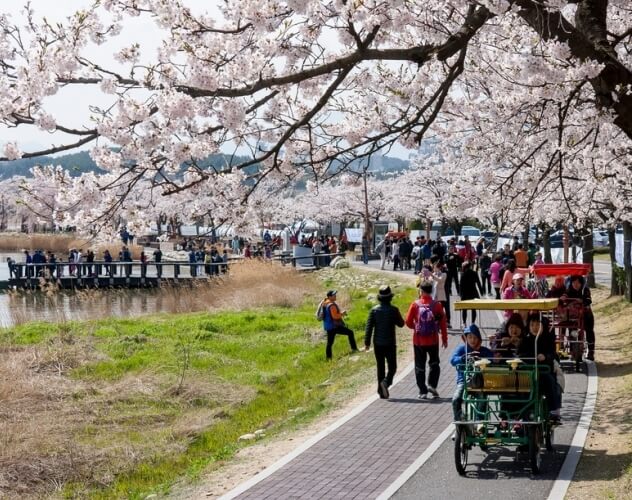 자전거와-도보로-즐기는-벚꽃구경