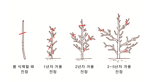대추나무 가지치기