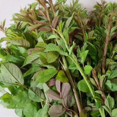 인삼-효능-먹는방법-부작용