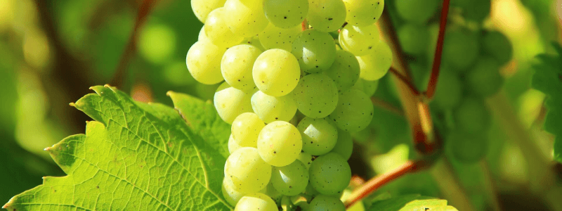 포도의 효능