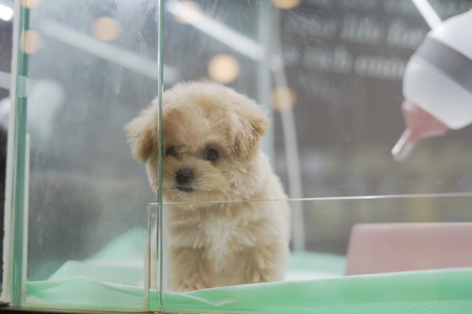 놀라운 외모 일산 강아지 분양 셀포메라니안 15