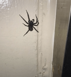 벽에-붙어있는-거미