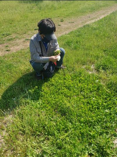 Woman harvesting yomena at Amsa Park / 암사공원에서 쑥부쟁이를 뜯는 아주머니