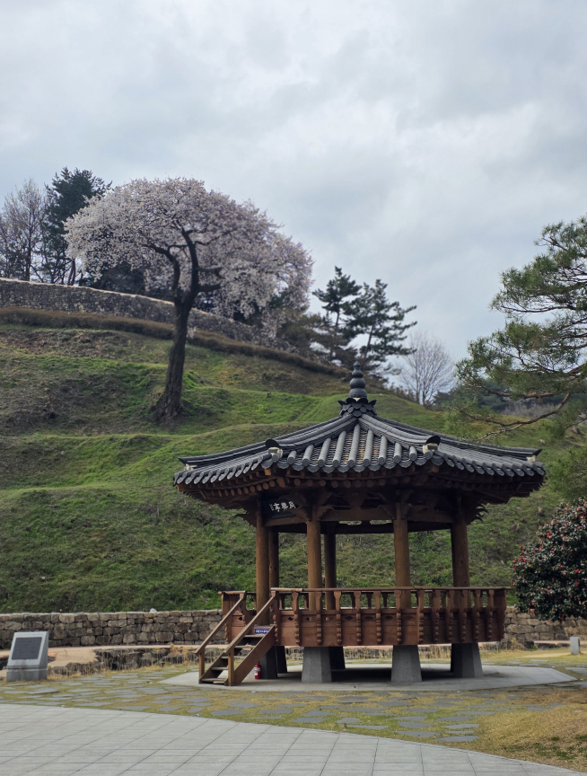 벚꽃축제 중인 고창 on 7 