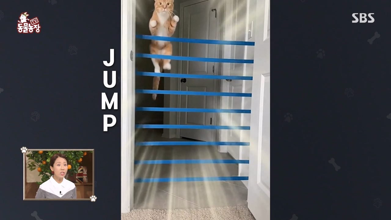 TV 동물농장.E1143.231030p-NEXT.mp4_20231029_161044.604.jpg