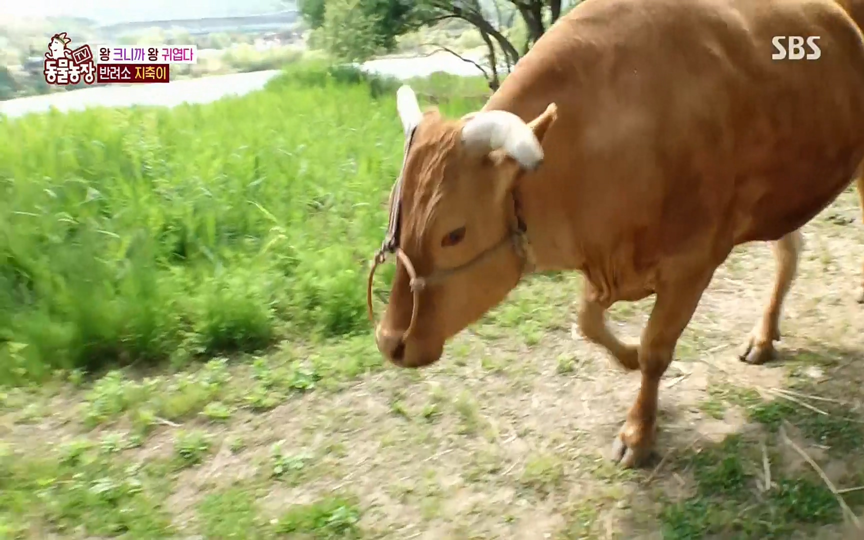 TV 동물농장.E1074.220619p.H264-F1RST.mp4_20220619_180937.610.jpg
