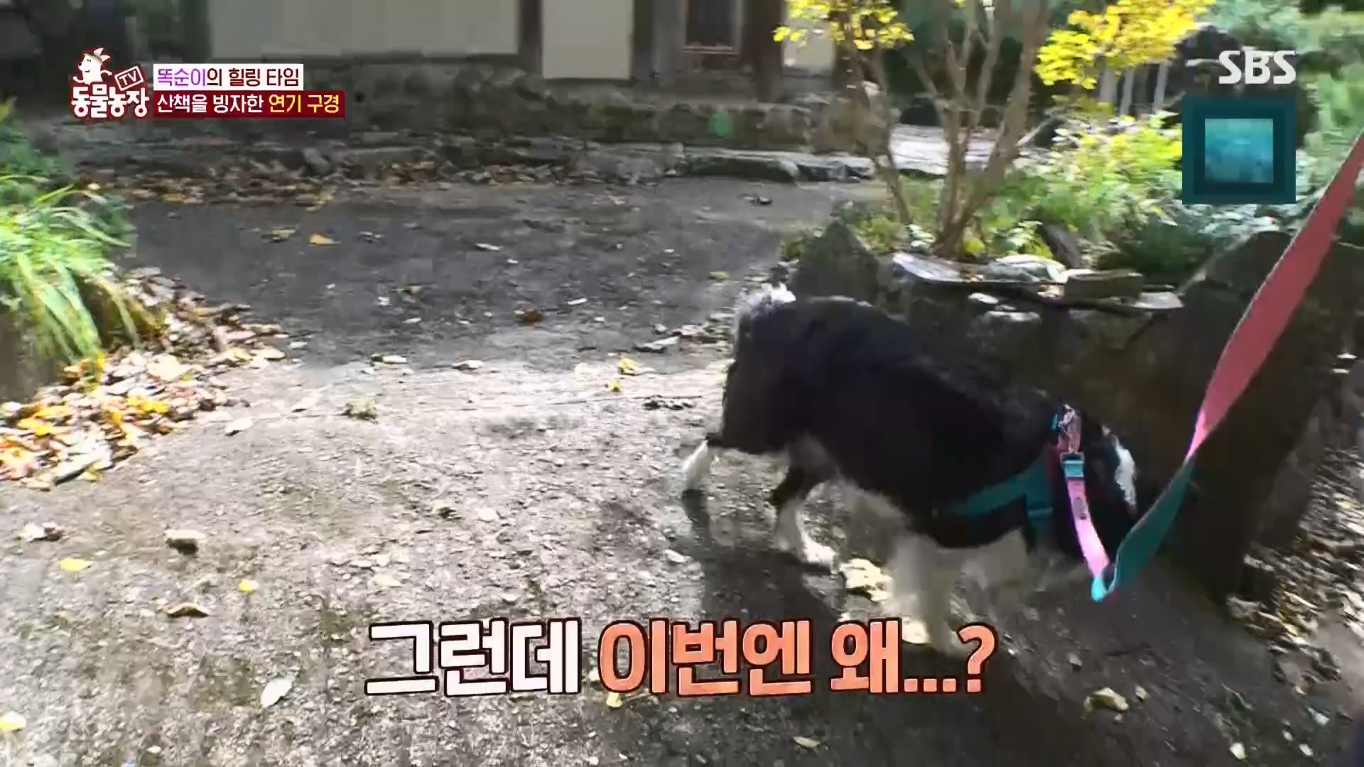 TV 동물농장.E1148.231203p.H264-F1RST.mp4_20231203_181431.332.jpg