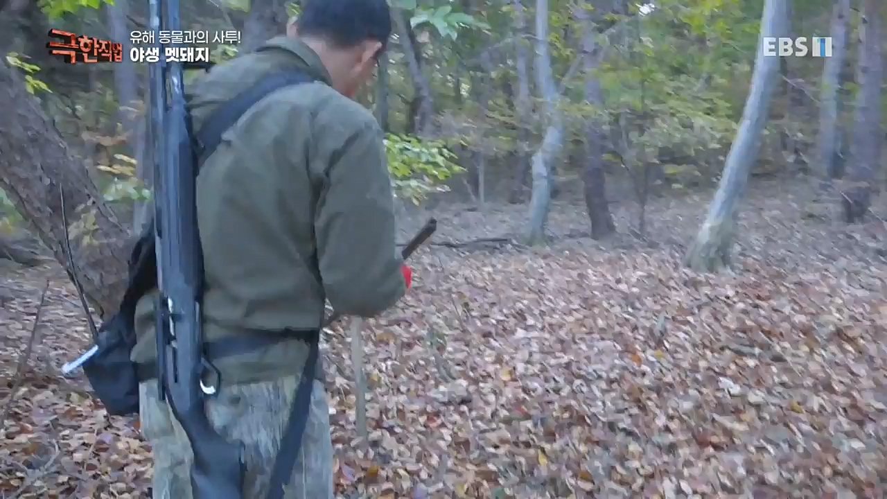 TV - 교육의 중심 EBS유해 동물과의 사투! 등검은말벌, 야생 멧돼지 퇴치.mp4_20221129_195011.757.jpg