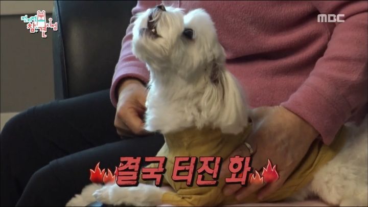 말티즈는 참지않긔짤 말티즈 화난짤 치와와분노짤 말티즈는 참지않긔짤 말티즈 화난짤 치와와분노짤