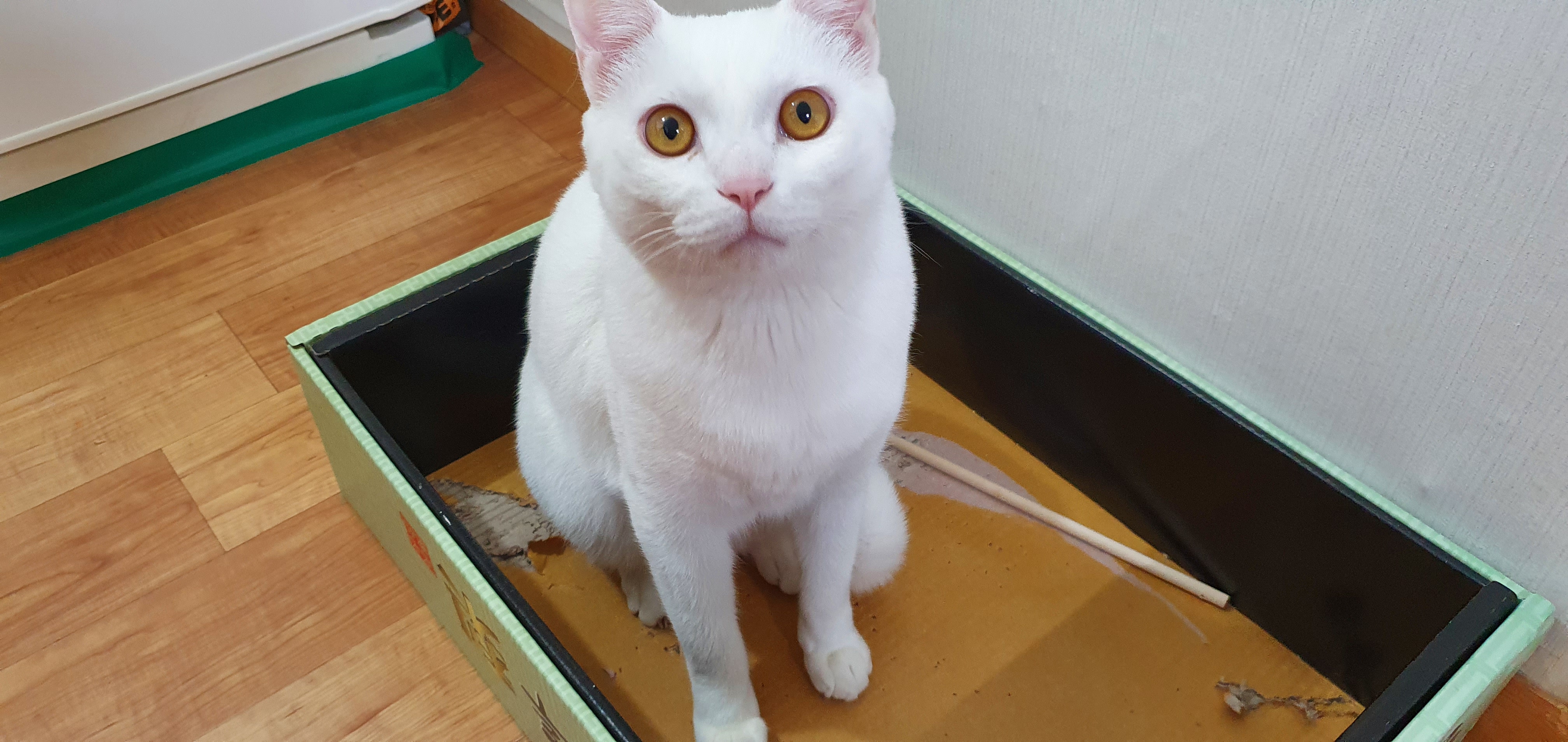 윈도우11_사진앱으로배경을_제거하거나_흐리게처리하기_9