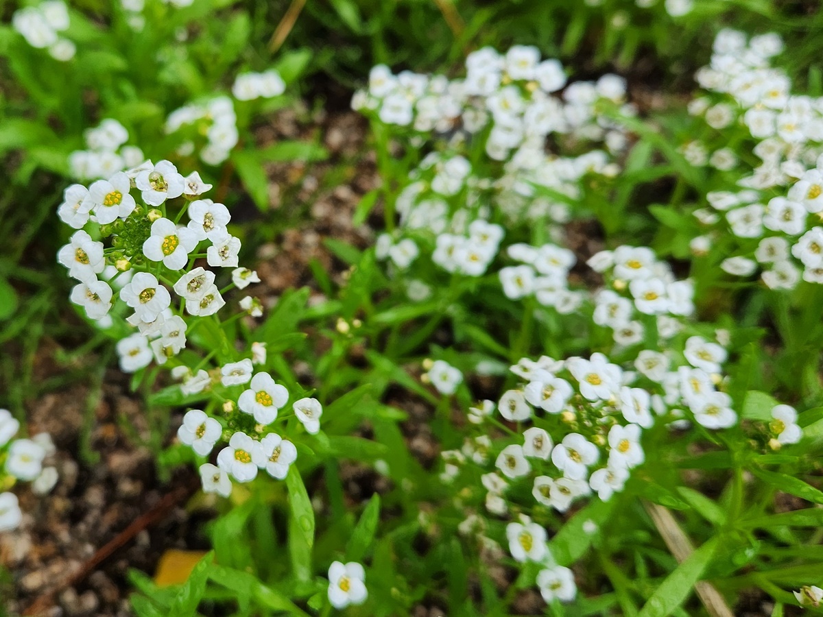 알리섬 Alyssum