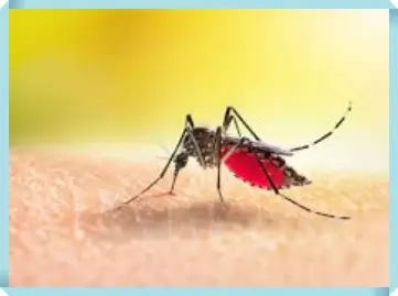 말라리아 감염 예방법