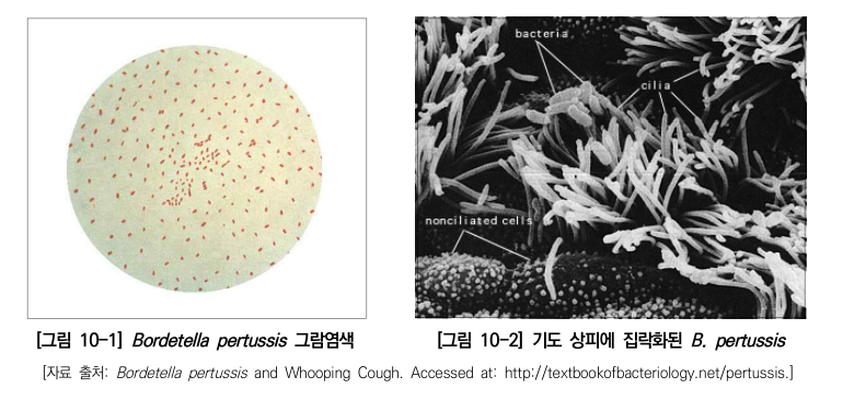 백일해접종병원