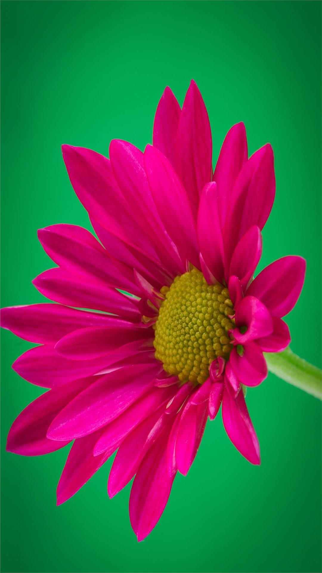 Daisy Flower iPhone Wallpaper