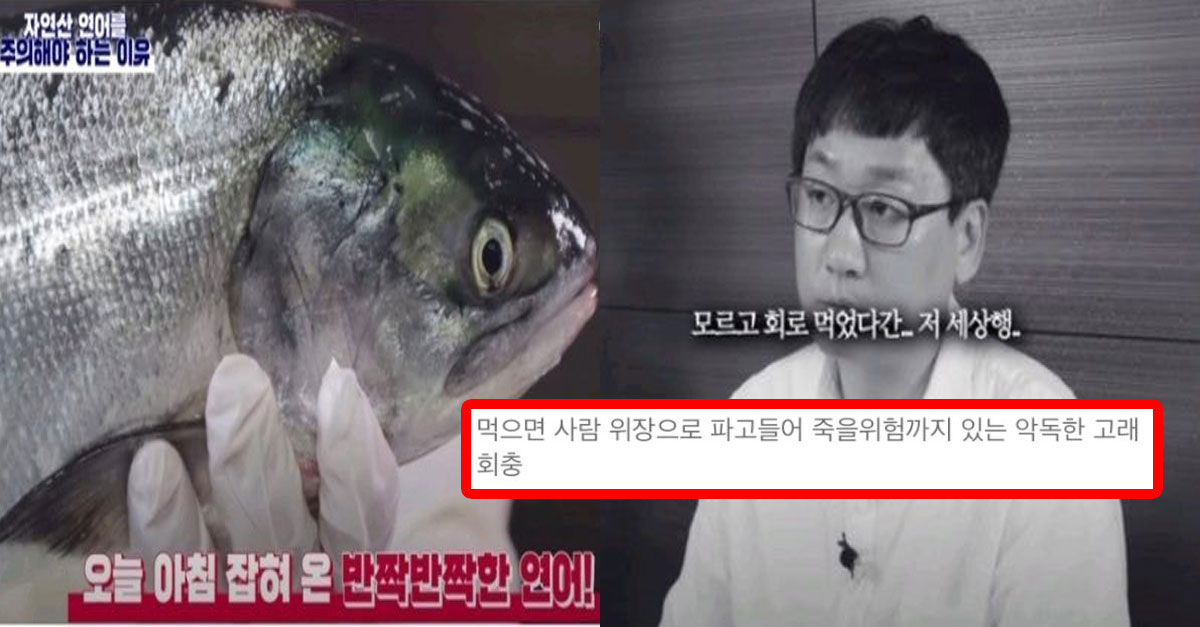  자연산 연어 회를 조심해야 하는 진짜 이유