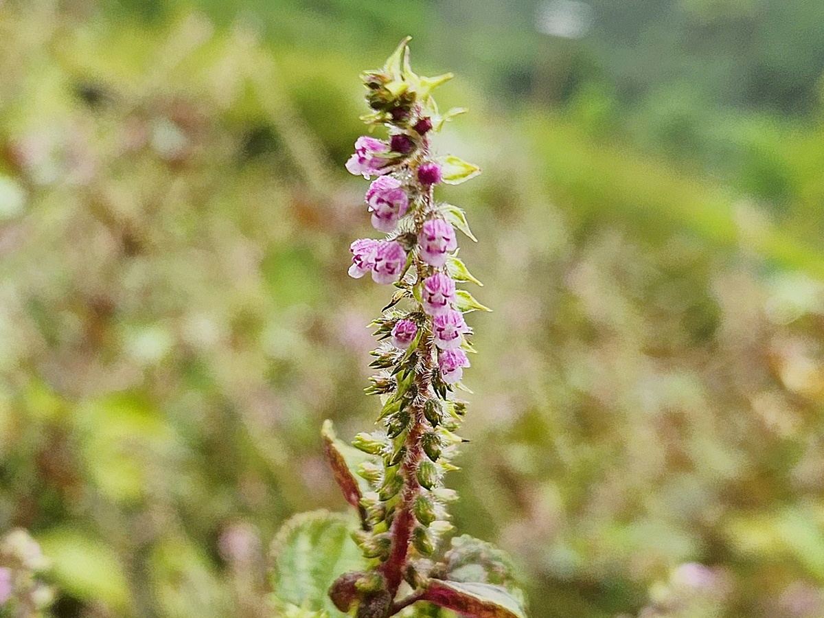 소엽(자소엽,차즈기)