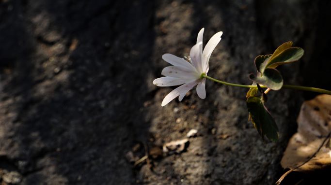 꿩의바람곷&#44; 흰꽃 한 송이&#44; 근접사진&#44; 배경은 바위&#44;