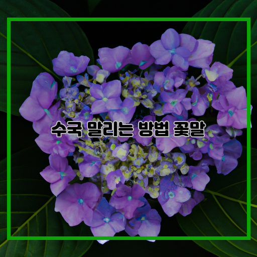  여름 수국, 아름다움을 그대로 담아내는 말리는 방법