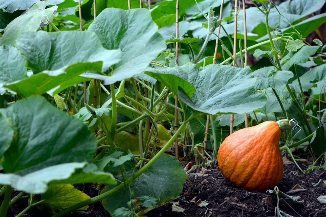Pumpkin