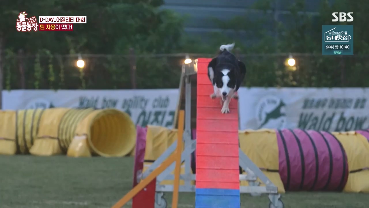 TV 동물농장.E1135.230828p-NEXT.mp4_20230827_180813.265.jpg