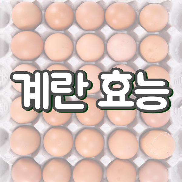 계란 효능