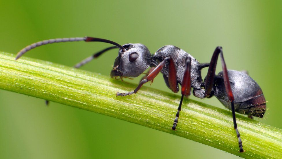 개미 키우기 키우는 방법