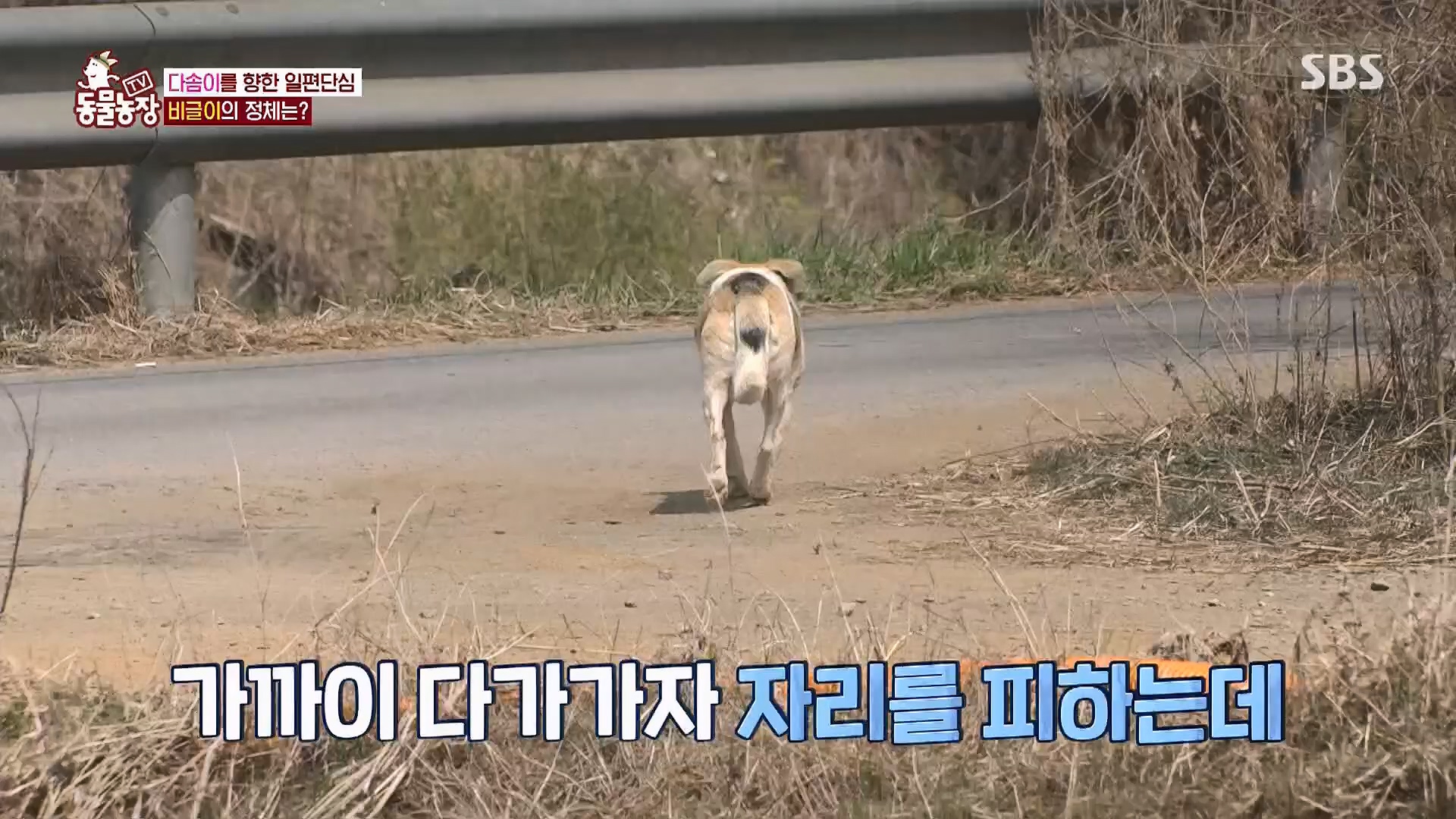 TV 동물농장.E1119.230507p.H264-F1RST.mp4_20230507_135902.414.jpg