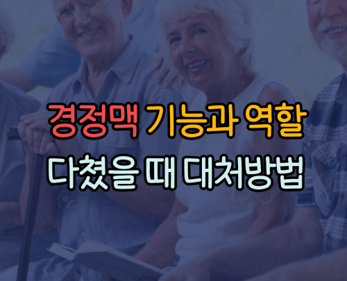 경정맥 기능과 역할