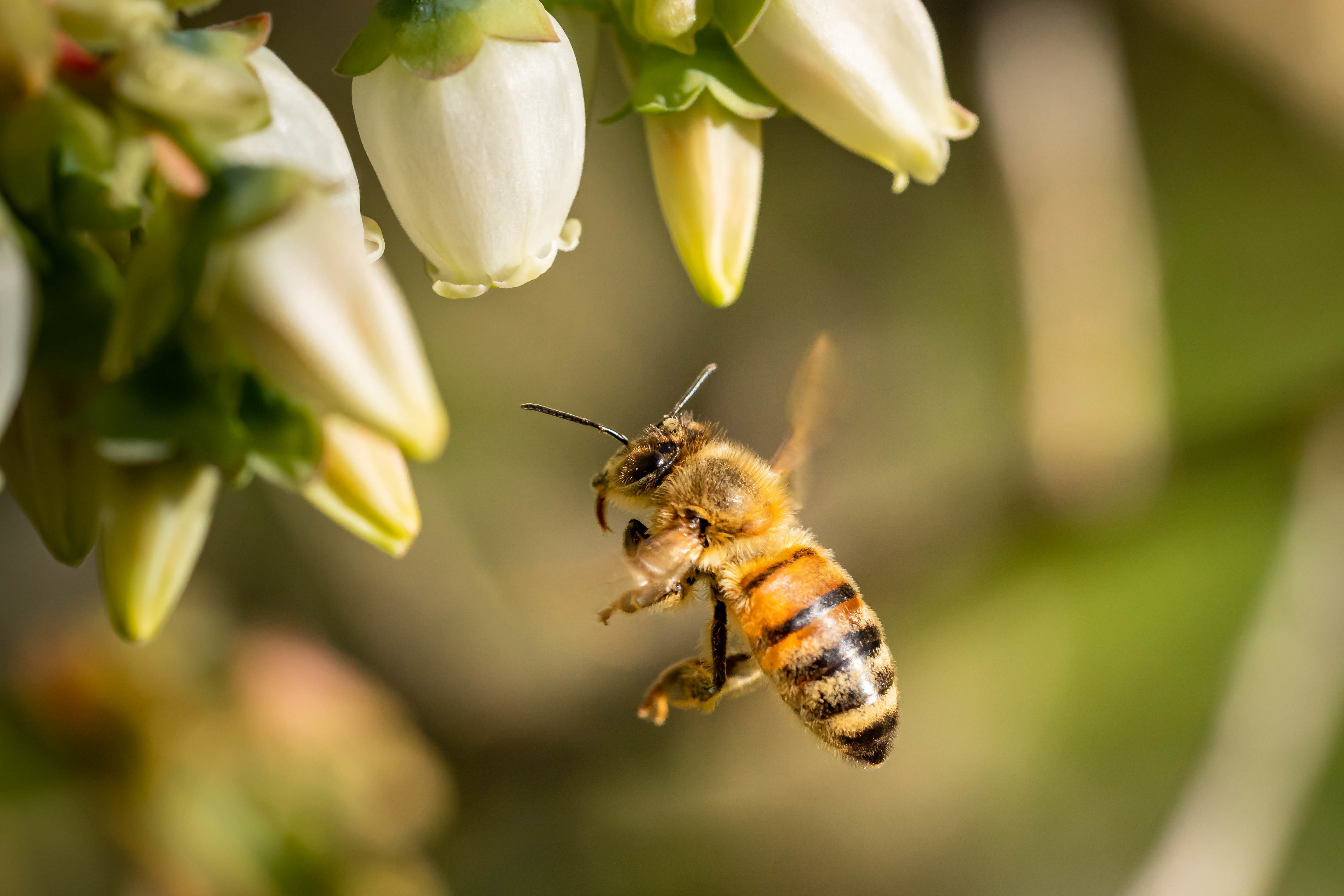 꿀벌에 꽃에 날아가는 사진