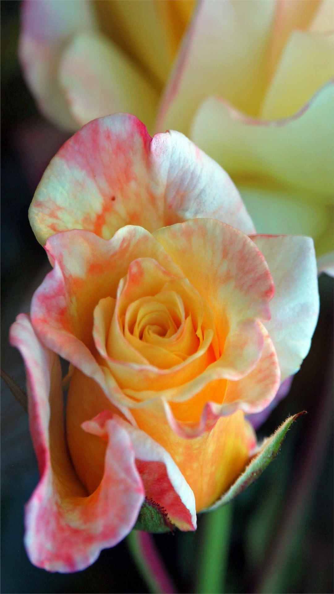 Rose Flower iPhone Wallpaper