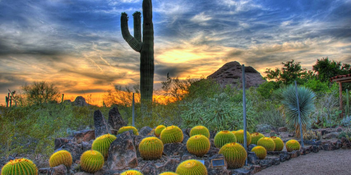 사막 식물원 Desert Botanical Garden